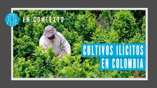 Cultivos ilícitos: ¿Colombia está nadando en coca? | En Contexto | El Espectador