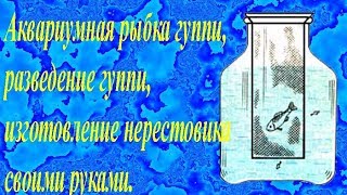 Аквариумная рыбка гуппи, разведение гуппи, изготовление нерестовика своими руками.
