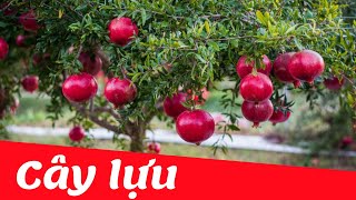 Dạy bé nhận biết cây ăn quả tiếng việt | cây lựu | Dạy trẻ thông minh sớm