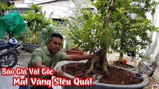 Một số gốc mai vàng siêu quái của anh Vàng ở Châu Thành An Giang