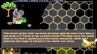 Honey Bee Hive - How Do Bees Make Honey?