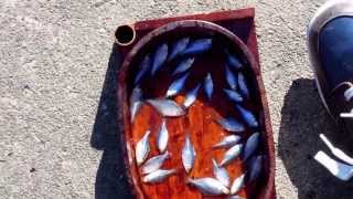 タナゴ釣り　久し振りのプロペラ仕掛け