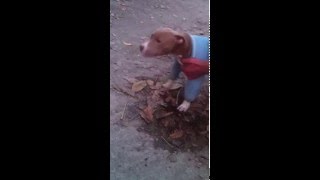 Питбуль 3 месяца а уже рвётся в бой