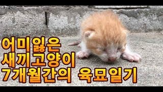 [ENG sub]어미에게 버림받은 새끼고양이 키우기 개냥이되는 7개월간의 성장과정