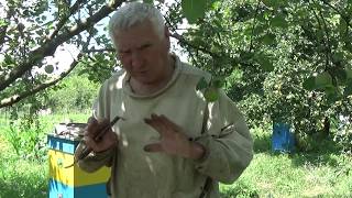 Препарат АПИХЕЛИС Против Клеща и Болезней. Сделано в Украине.