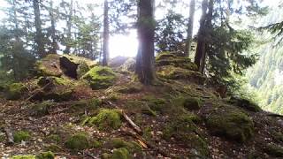 Sous-bois féérique des écureuil martre renard chamois geai grive