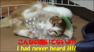 【子猫ラテの去勢手術 #3】大パニック！無事手術を終えたラテ。沢山褒めてもらうはずだったのに…　I had never heard it!!
