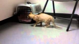 Adele at the Vet...