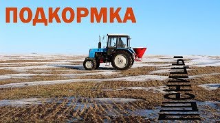 Подкормка озимой пшеницы 2018.  Первый раз подкармливаем разбрасывателем.