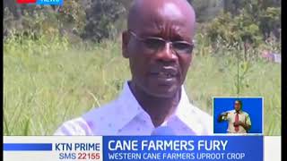 Western Kenya Sugarcane farmers begin uprooting canes | KTN News Prime