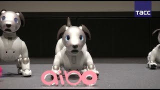 Презентация нового робота-собаки Sony