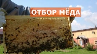 СКОЛЬКО МЕДА ПРИНЕСЛА ОБЪЕДИНЕННАЯ СЕМЬЯ