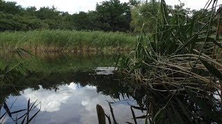 рыбалка летом | плотва на поплавок