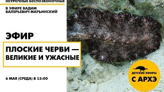 Детский эфир «Плоские черви — великие и ужасные» в рамках рубрики «Неурочные беспозвоночные»