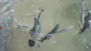 釣ってきたばかりのサバを切り身にして水槽で飼育している魚にえさやり。