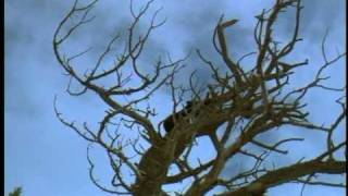 A bear falling out of a tree FUNNY