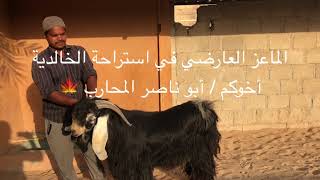 الماعز العارضي ( ٨ ) فحص السونار  الثاني و ماترتب عليه من توصيات ?