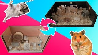 Меняем местами дома для хомяков.  Как назвали сирийского хомяка девочку