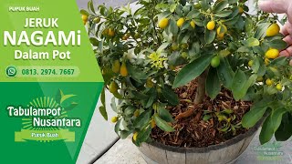 Perawatan dan Pupuk Jeruk Nagami Dalam Pot