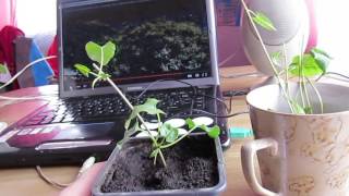 Горец бальджуанский семейства гречишные хороший медонос Highlander Baljuvon good honey plant