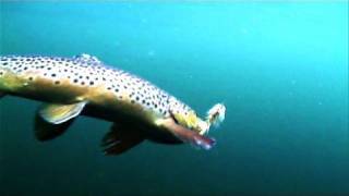 Fishing Utah's Green River-part 1