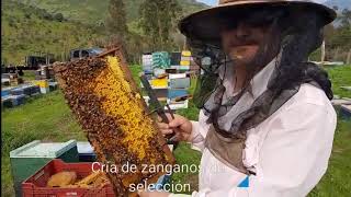 JPHMIEL criadero de abejas reinas 1
