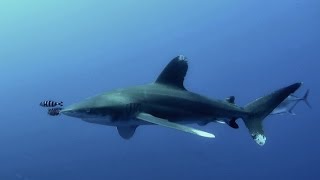 Scuba Diving Red Sea - Marsa Alam (Egypt 2015) " Happy Life Housereef,  Elphinstone & more "