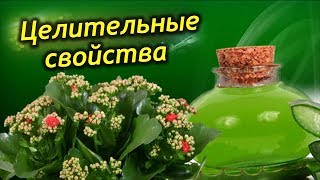 Каланхоэ – домашний доктор!  Целительные свойства, лечение болезней. Рецепты народной медицины.