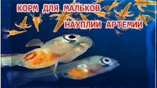 КОРМ ДЛЯ МАЛЬКОВ. АРТЕМИЯ САЛИНА. НАУПЛИИ