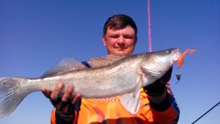 Судак на джиг, окунь на отводной. Ловля судака на водохранилище.