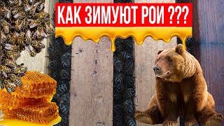 КАК ЗИМУЮТ РОИ ПЧЕЛ??? 05.01.2020