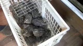 Перепела мясные в возрасте 23 дней