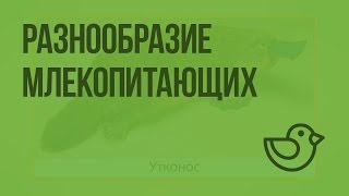 Разнообразие млекопитающих. Видеоурок по окружающему миру 1 класс