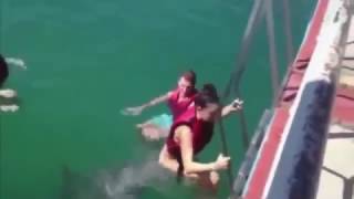 дельфин пристает к девушке