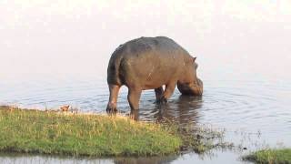Hippo pooping