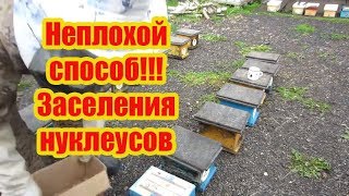 ???2020 г. ЗАСЕЛЕНИЕ НУКЛЕУСОВ С ПОДСАДКОЙ МАТКИ В КЛЕТОЧКЕ С КАНДИ