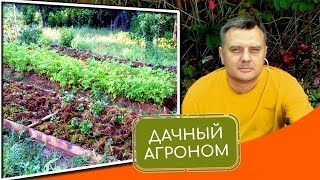Секреты урожая: грядки своими руками