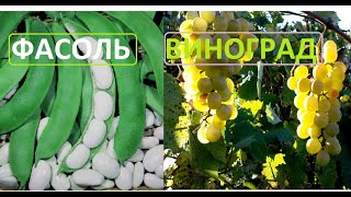 По совету подписчика Фасоль белую вьющуюся под виноградом посадили
