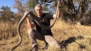 African VENOMOUS Snakes - CrittaCam