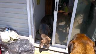 Ce pauvre chien n'arrive pas à sortir son bâton par la porte