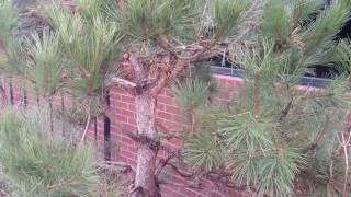 Pinus nigra / Austrian Pine Pom-pom
