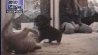 puppy vs kitten