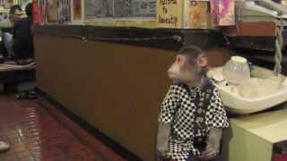 Kayabuki Tavern, Japan (Monkey Izakaya)