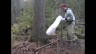 Добыча кедрового ореха