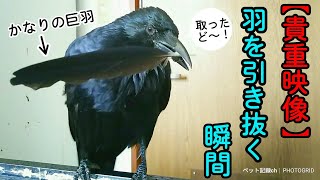 【貴重映像】カラスが羽を引っこ抜く瞬間が撮れました！ 猫呑ん兵衛の呑みっぷりをご覧くださいw 20190707、カラス＆猫＆モモ