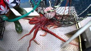 Red Octopus found in Prawn trap in British Columbia inlet