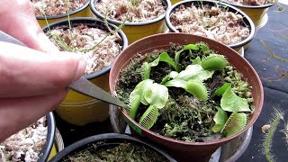 TIPOS DE PLANTAS CARNÍVORAS /EXPOFERIA CACTUS 2019