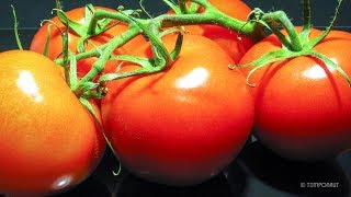 Tomatoes Timelapse