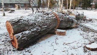 В сквере у КФУ вырубили деревья