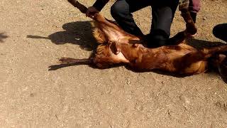 Bakshi Goat Farm Indore "Castration Of Buck"